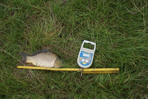 Násada kapra obecného s rybníku Střela 2