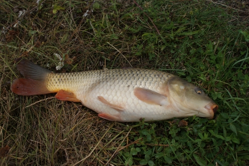 Detailní pohled na plůdek lipana podhorního