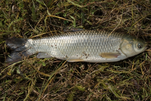 Detailní pohled na plůdek lipana podhorního