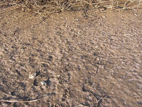 Stopy vydry říční: dno vypuštěného rybníka v Jetišově