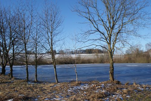 Prořezané porosty na rybníce Horní Radkovický 01.15.002